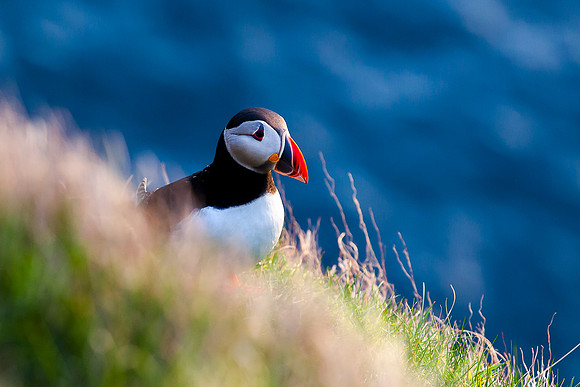 Puffin- Gásadalur
