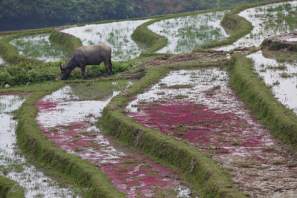 Sapa