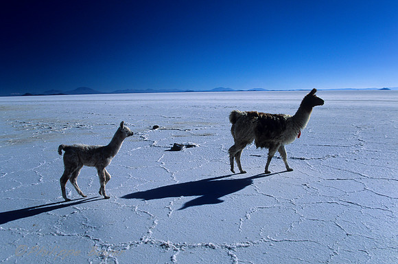 Uyuni salar