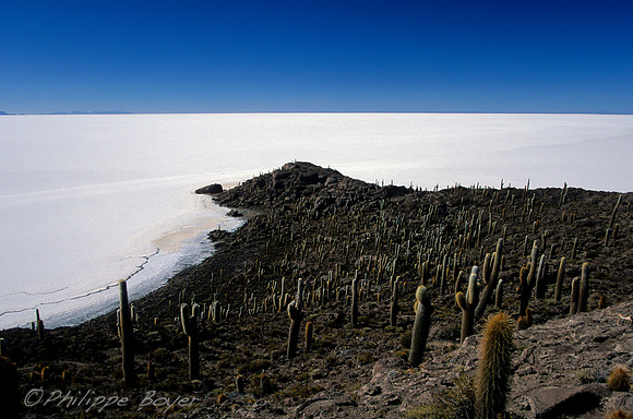 Uyuni - isla del pescado