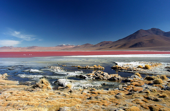 Laguna Colorada -Eduardo Avaroa reserve - Sud Lipez