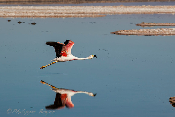 Flamingo - atacama salar