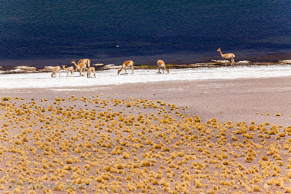 Laguna Miniques