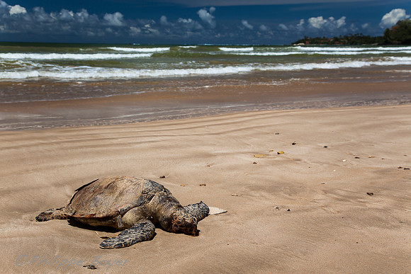 Weligama Beach