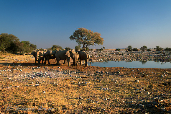 Etosha- okaukuejo - Namibia