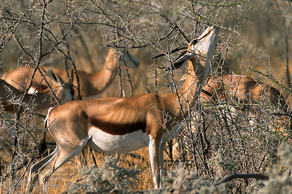 Etosha- Namibia