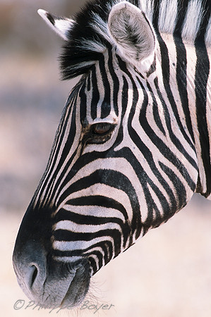 Etosha- Namibia