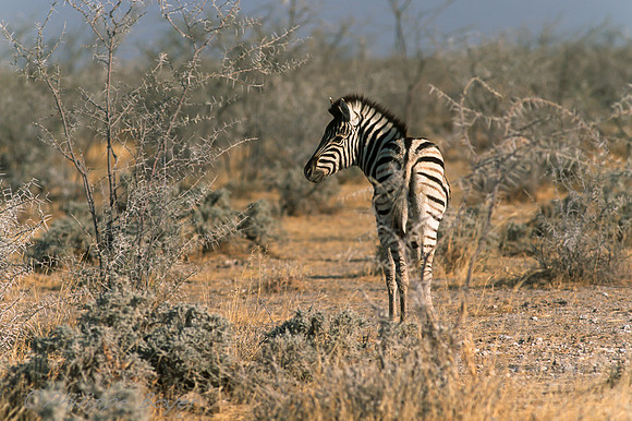 Etosha- Namibia