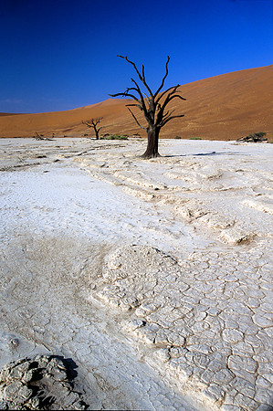 Dead Vlei - Namibia