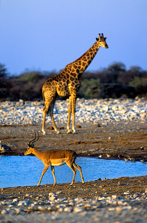 Etosha- Namibia