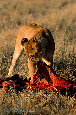 Masai Mara