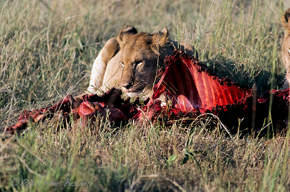 Masai Mara