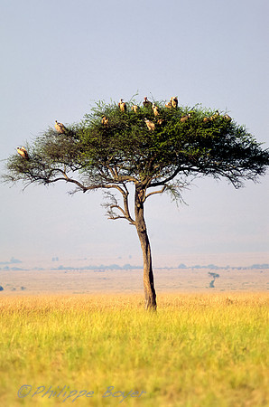 Masai Mara