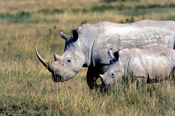 Nakuru Lake
