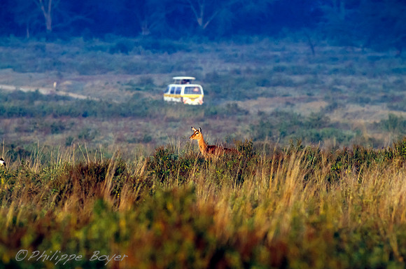 Nakuru Lake