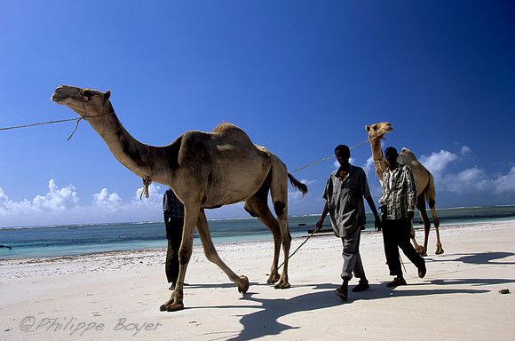 Mombassa
