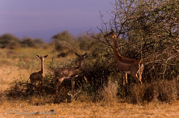 Amboseli