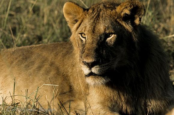 Masai Mara