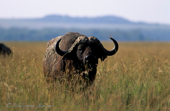 Nakuru Lake