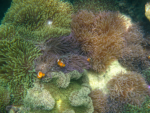 Clown Fish - rawa island -Malaysia