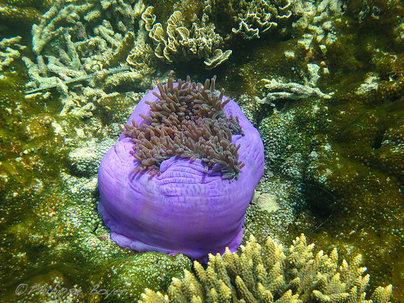 Malaysia - rawa island