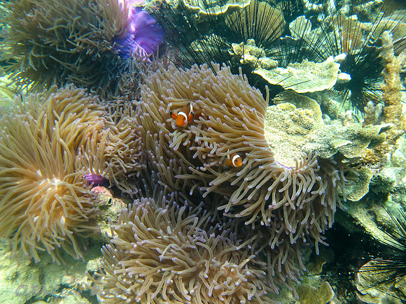 Clown Fish - rawa island -Malaysia