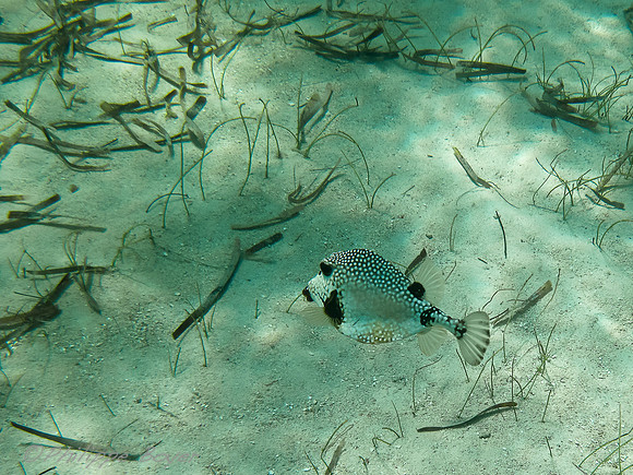 Boxfish - dominican republic