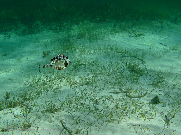 Boxfish