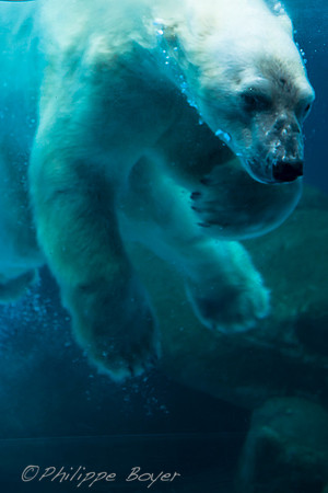 Polar Bear