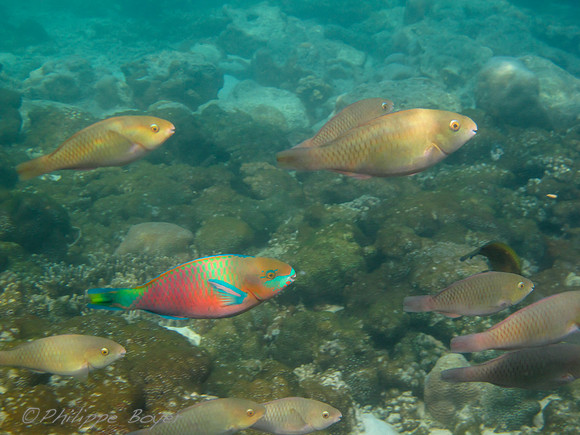 Parrotfish - rawa - Malaysia