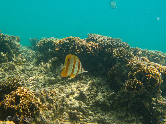 Butterfly Fish - rawa island - Malaysia