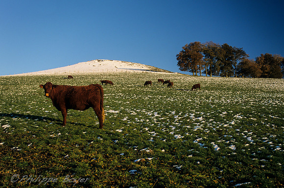 Auvergne- France