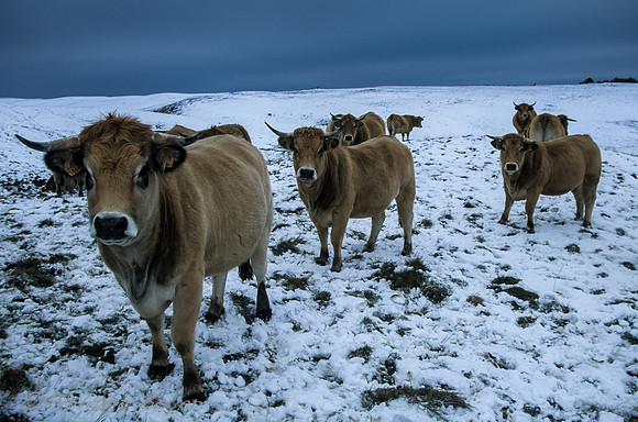 Vaches Aubrac - Cezallier