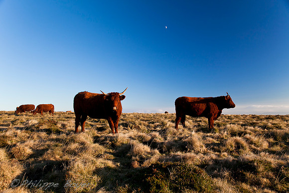 Vaches salers - Anzat le luguet