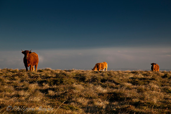 Vaches salers - anzat le luguet