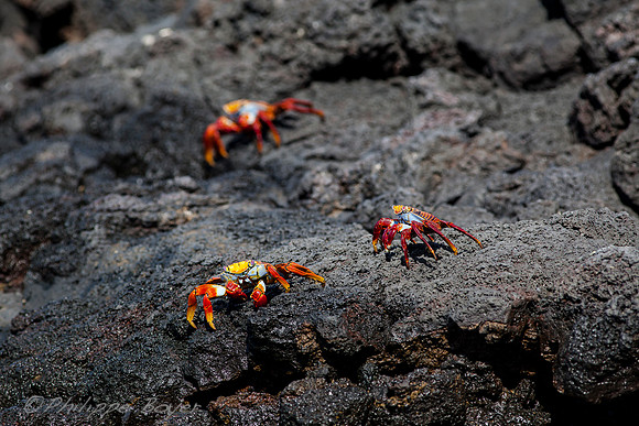 Sally Lightfoot crab - Galapagos