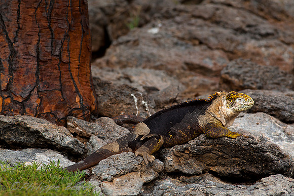 Land iguana - Plaza - Galapagos