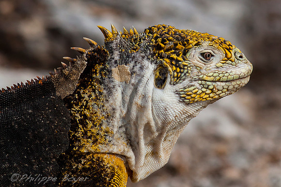 Land iguana - north seymour - Galapagos