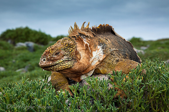 Land iguana - Sante Fé - Galapagos