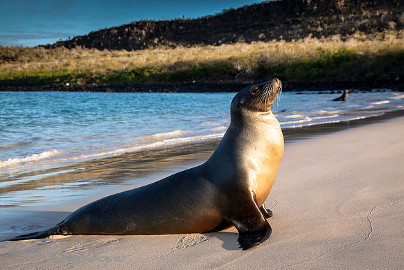 sea lion -Santa Fe Island - Galapagos