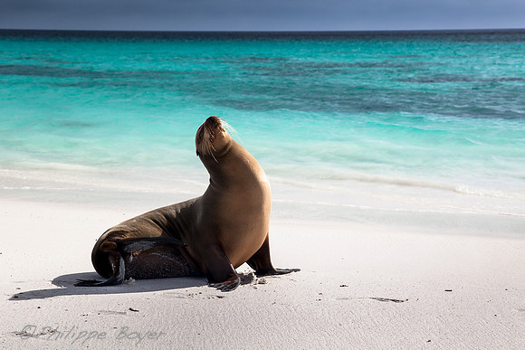 sea lion - Gardner bay - Galapagos