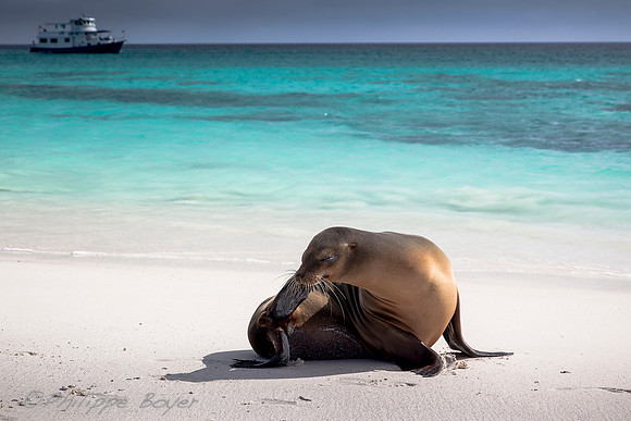 sea lion - Gardner bay - Galapagos