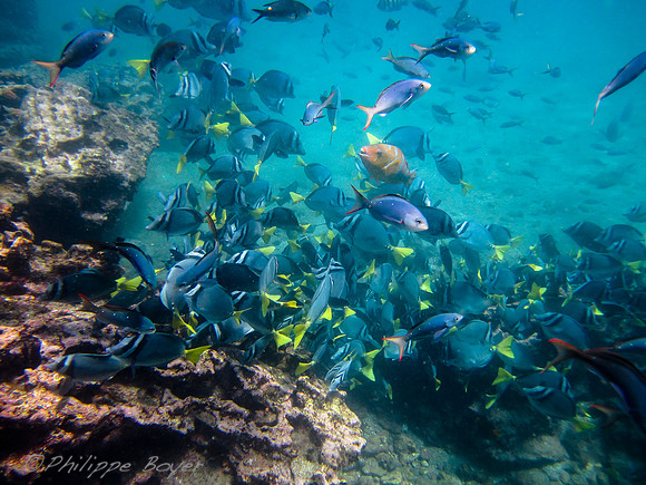 Tropical Fish - Galapagos