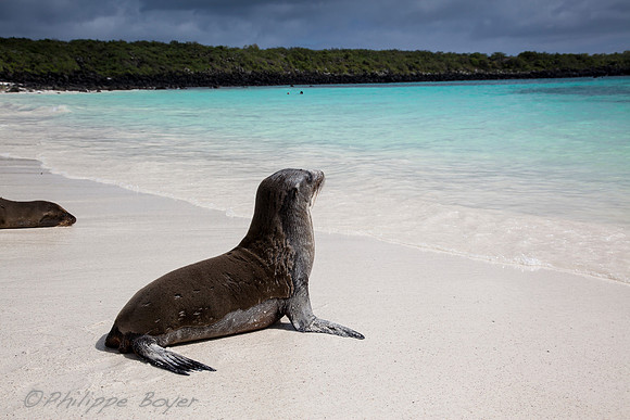 sea lion - Gardner bay - Galapagos