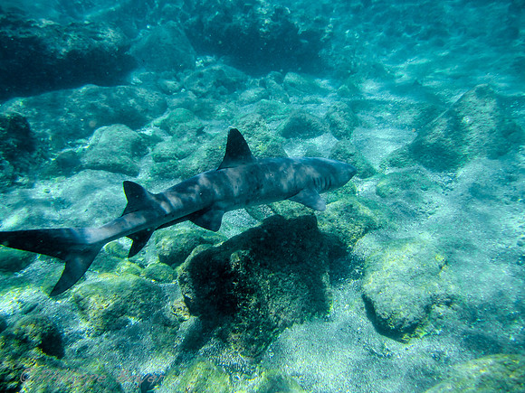 White tip Shark - Galapagos