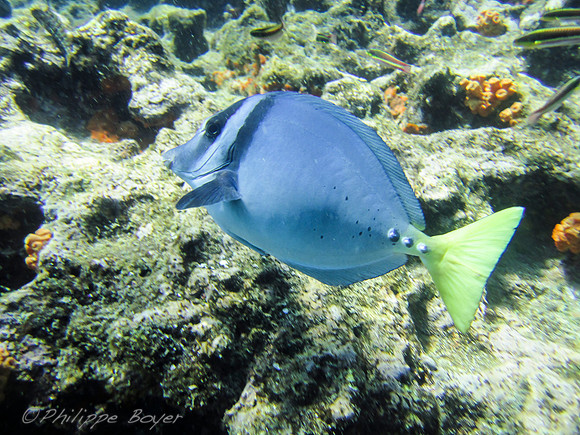 Tropical Fish - Galapagos