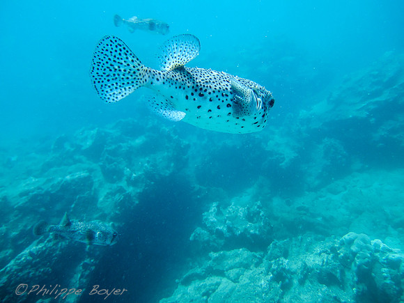 Tropical Fish - Galapagos