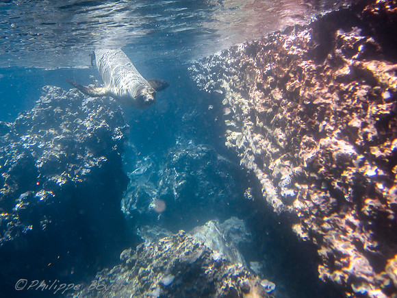 Sea lion underwater - Galapagos