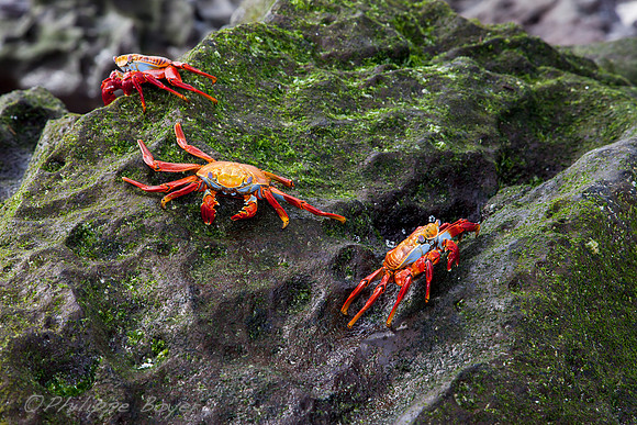 Sally Lightfoot crab - Galapagos