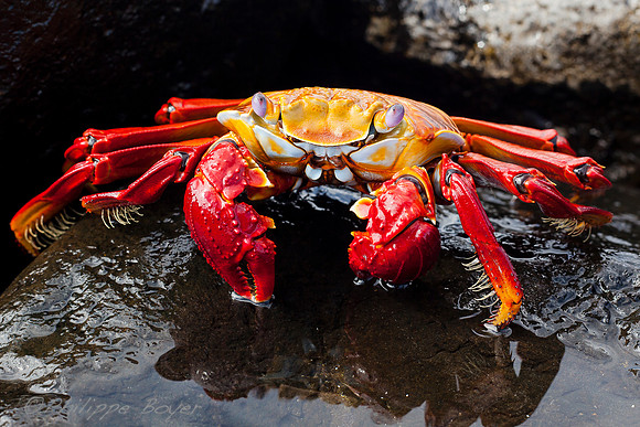 Sally Lightfoot crab - Galapagos